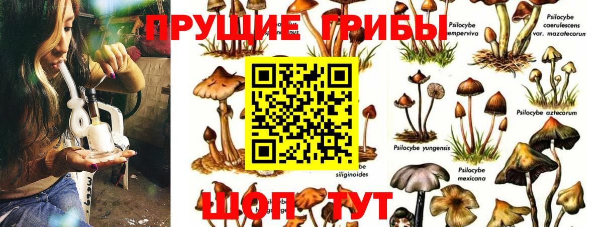 Псилоцибиновые грибы Cubensis  Вход с VPN  Красногорск 